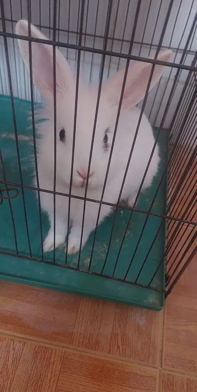 خرگوش  دستی|موش و خرگوش|شیراز, شهرک قمشه|دیوار