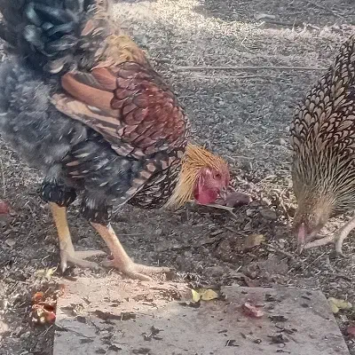 مرغ وخروس یاندوت|حیوانات مزرعه|مهاباد (اصفهان), |دیوار