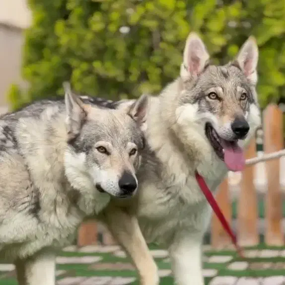 wolfdog|سگ|تهران, فرمانیه|دیوار
