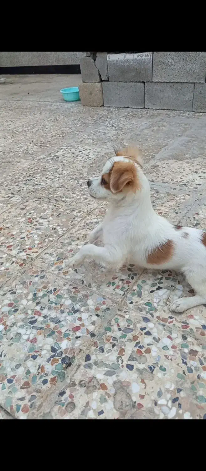 پیکنز|سگ|رامشیر, |دیوار