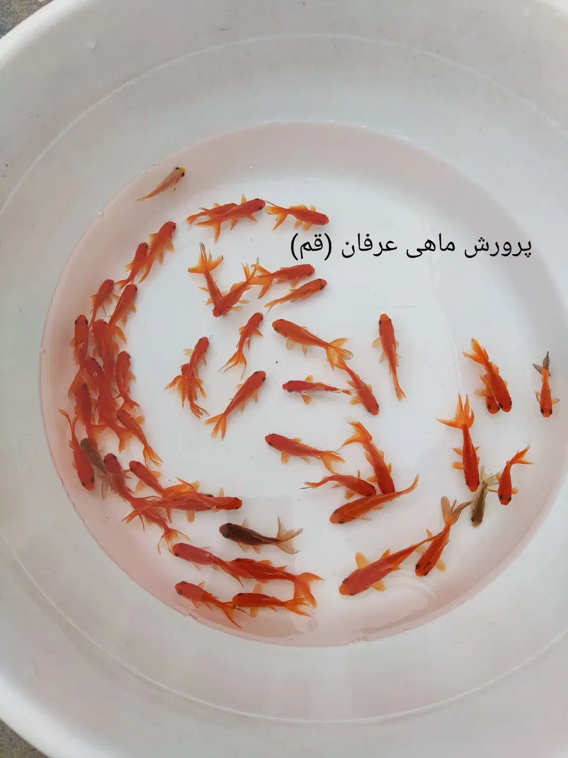 ماهی قرمزعید|ماهی|قم, تعویض پلاک|دیوار