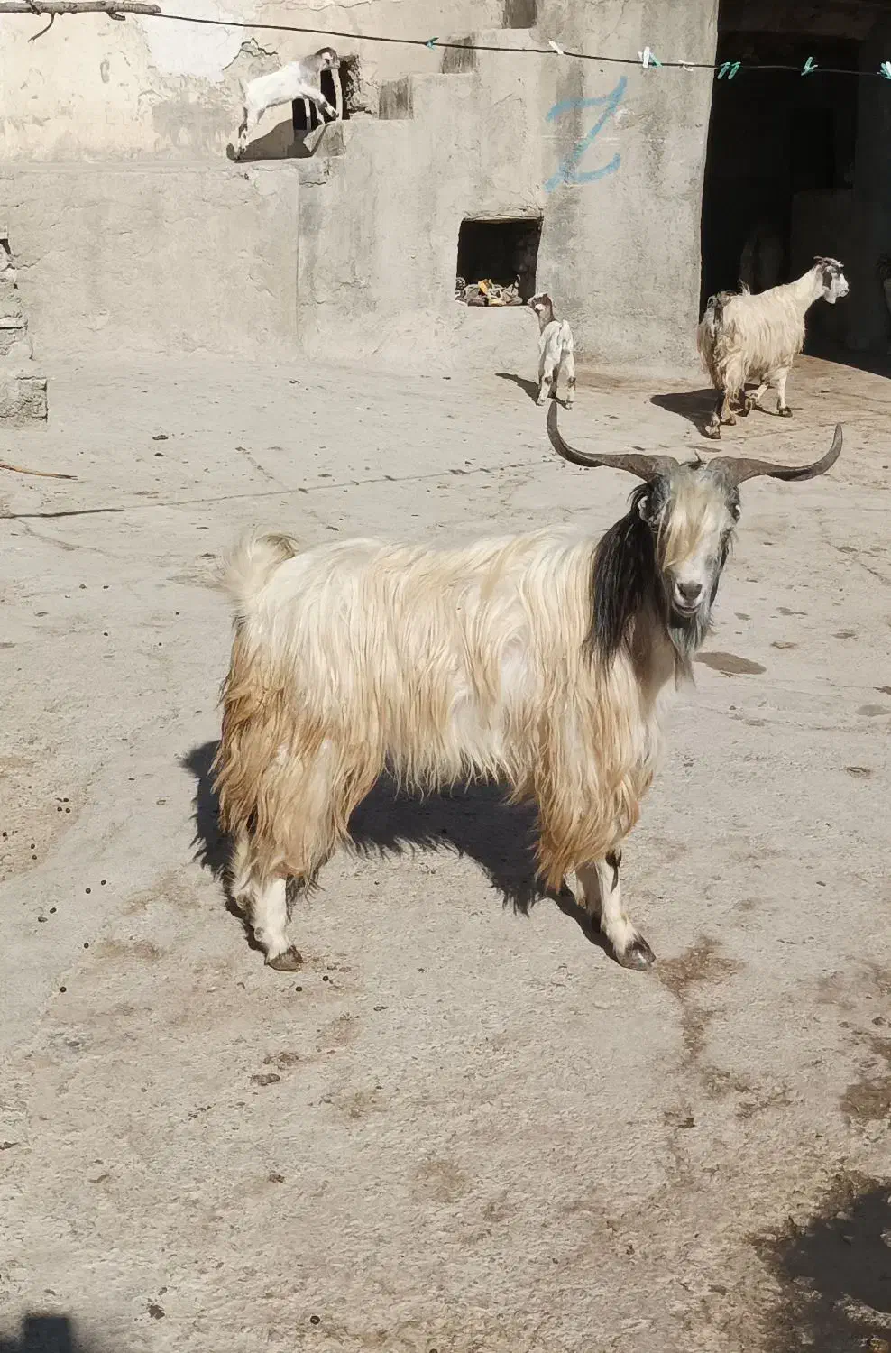 نر بز نژاد دوقلو زا|حیوانات مزرعه|قوچان, |دیوار