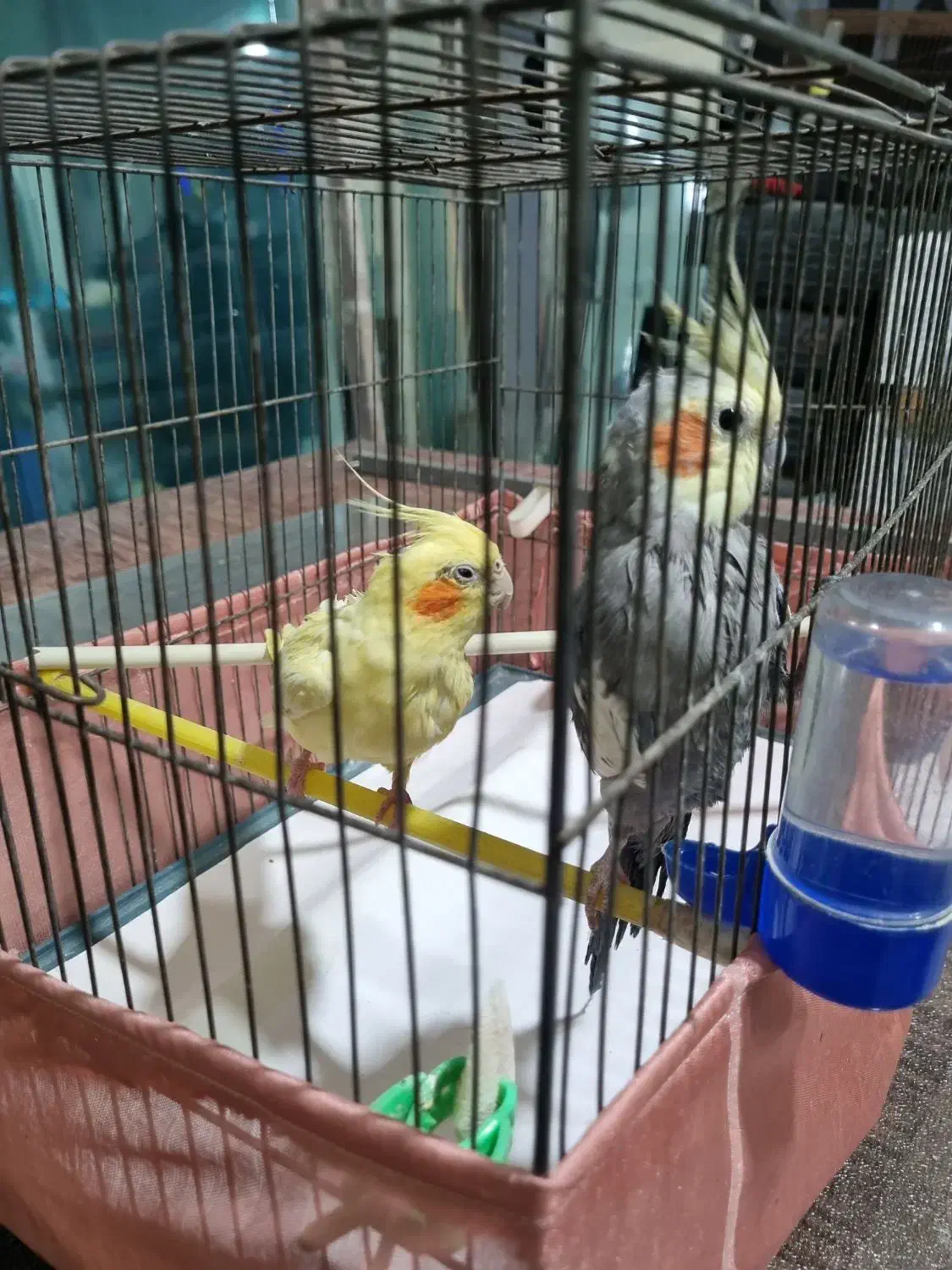 عروس هلندی نروماده|پرنده|شاهدشهر, |دیوار