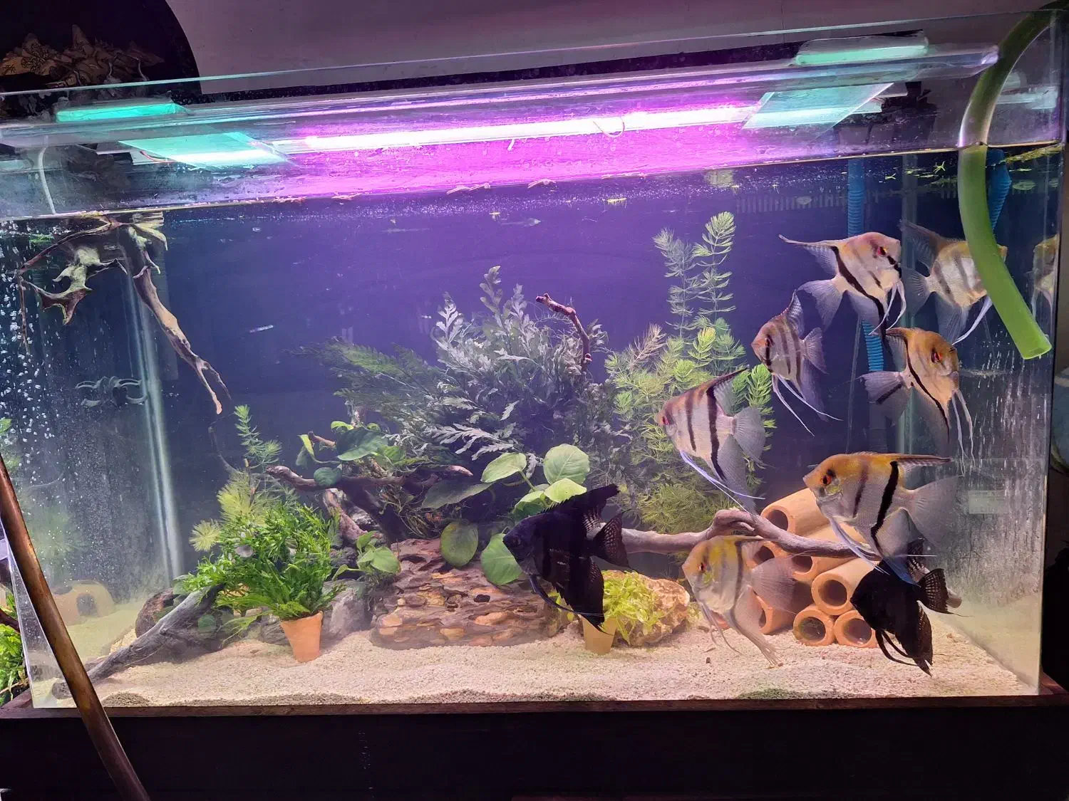 آکواریوم گیاهی با گیاهان بدون نیاز به بستر|ماهی|کرمان, |دیوار