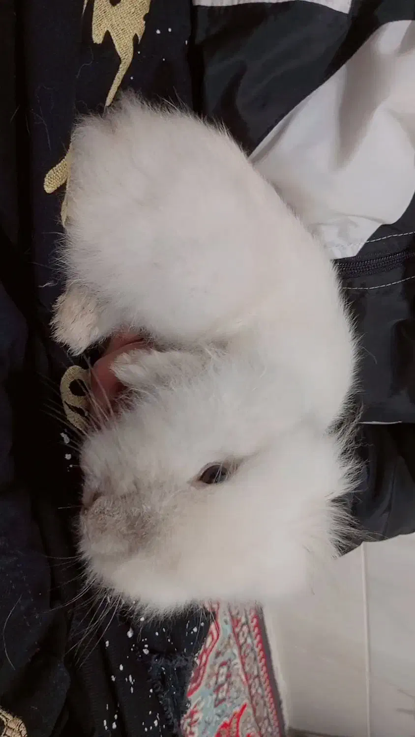 خرگوش لوپ سفید|موش و خرگوش|قم, ولیعصر|دیوار