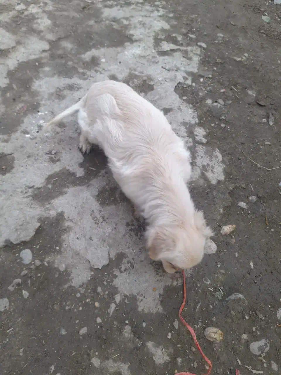 توله پاکوتاه|سگ|گنبد کاووس, |دیوار