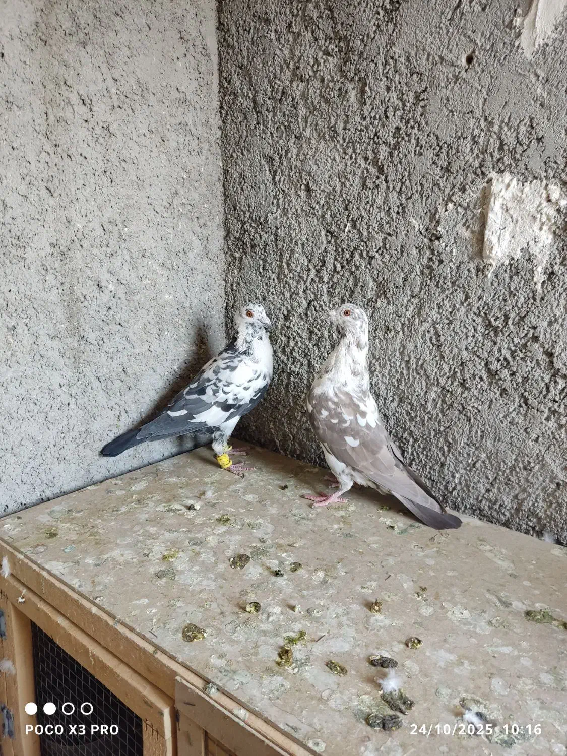 کبوتر|پرنده|شیراز, جوادیه|دیوار