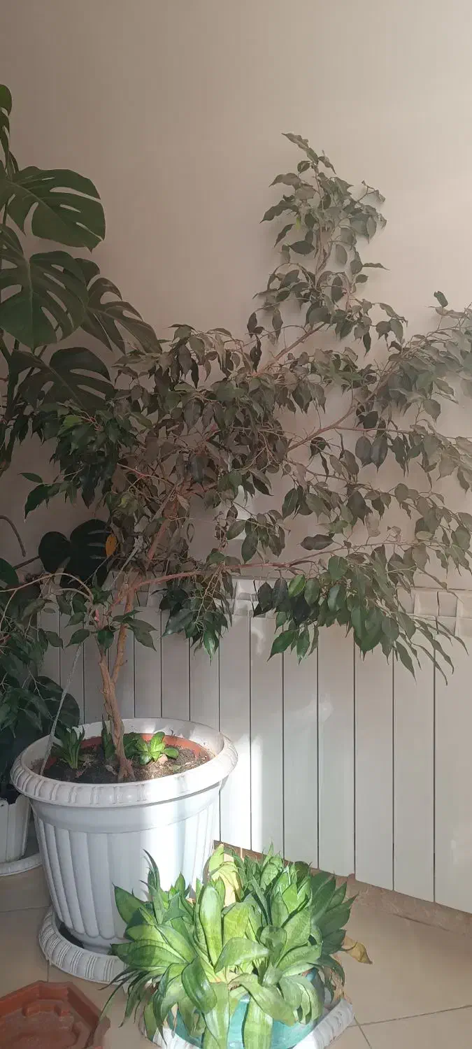 درخت بنجامین و برگ انجیری|گل و گیاه طبیعی|کرج, شهرک فهمیده|دیوار