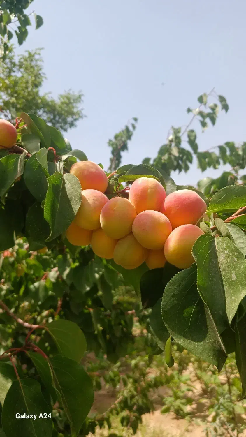 باغ در شهر نیر زیبای من|فروش خانه و ویلا|نیر (یزد), |دیوار