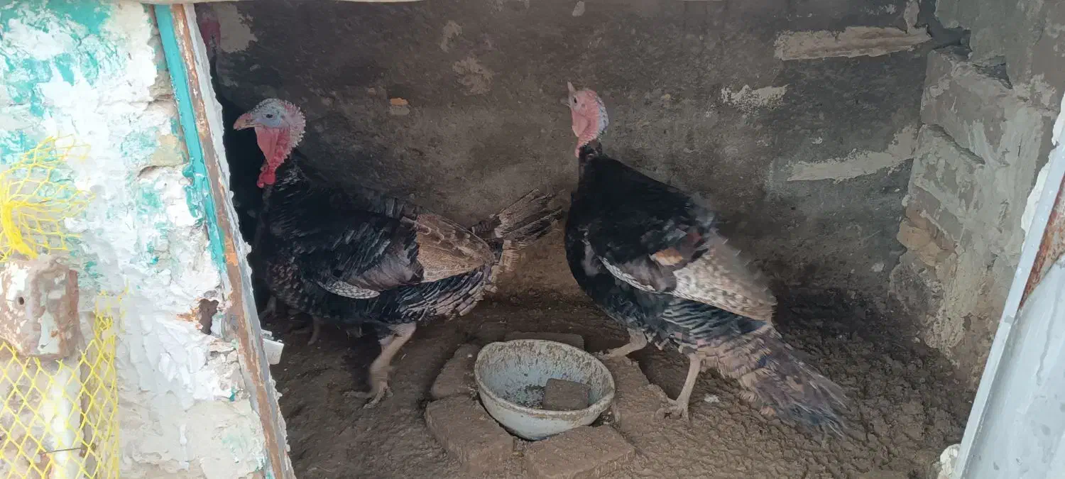 بوقلمون |حیوانات مزرعه|باسمنج, |دیوار