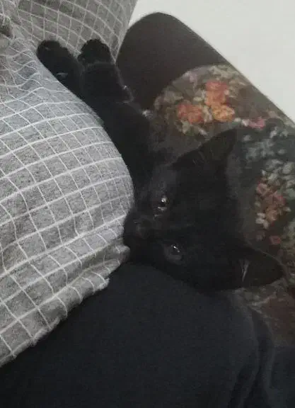 بچه|گربه|کنگاور, |دیوار