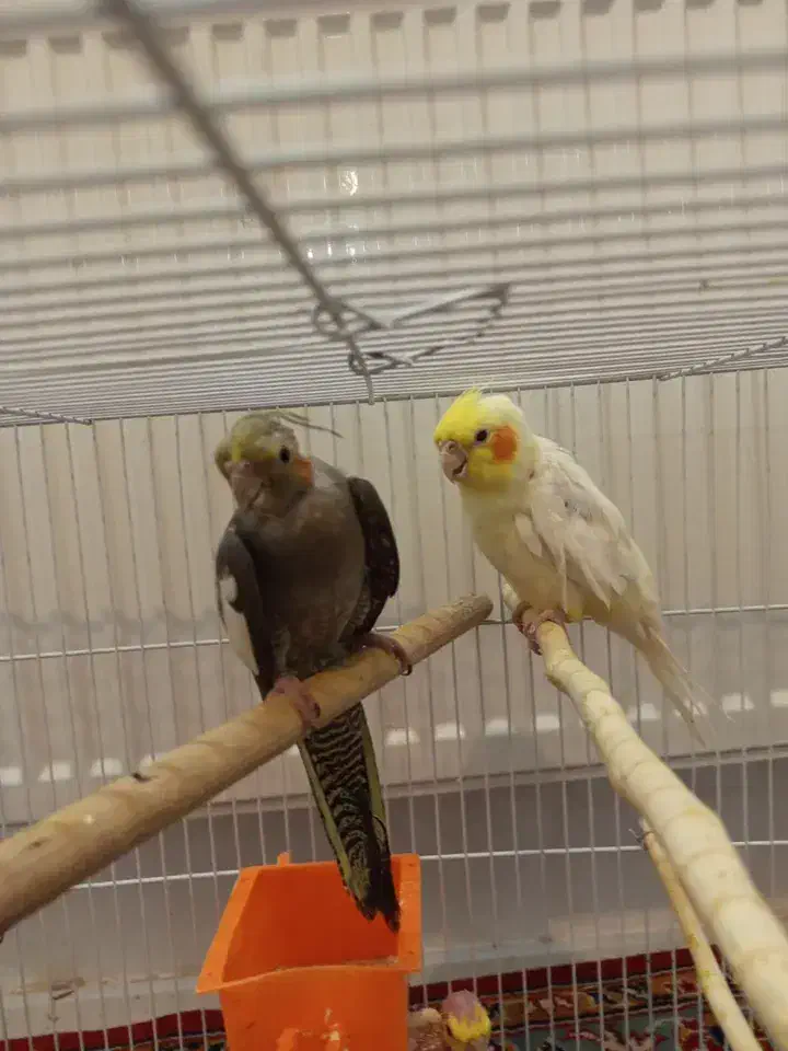 یک جفت عروس هلندی با جوجه|پرنده|مشهد, هفت تیر (نه دره)|دیوار