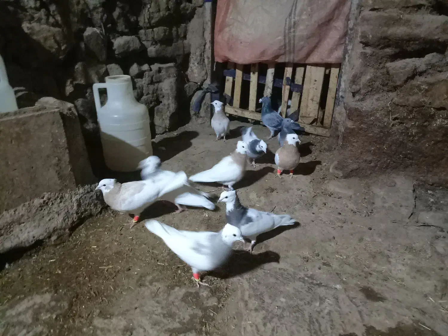 فروش کبوتر طوق|پرنده|مریوان, |دیوار