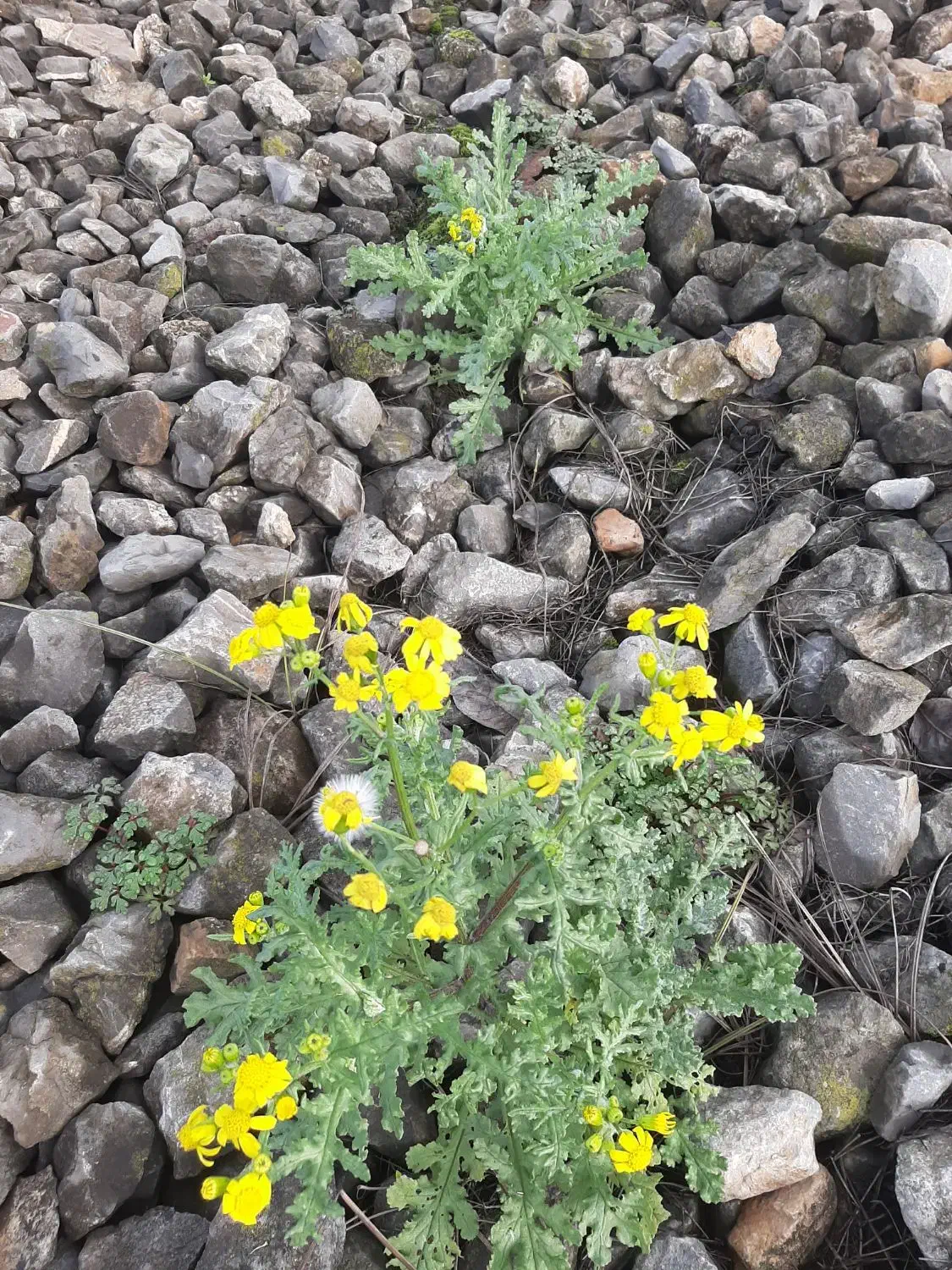 مشاوره روانشناسی|خدمات آرایشگری و زیبایی|شیرگاه, |دیوار