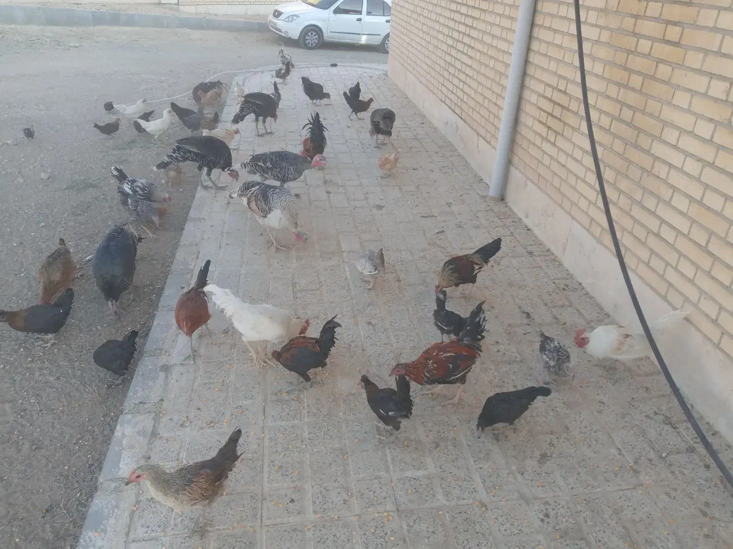 مرغ وبوقلمون|حیوانات مزرعه|صحنه, |دیوار