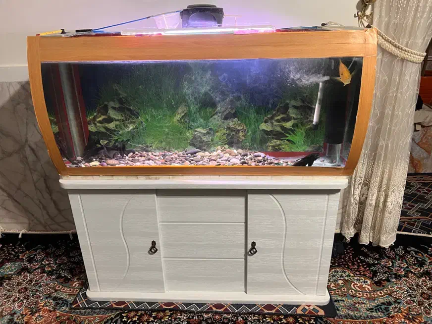 آکواریوم|ماهی|یزد, |دیوار