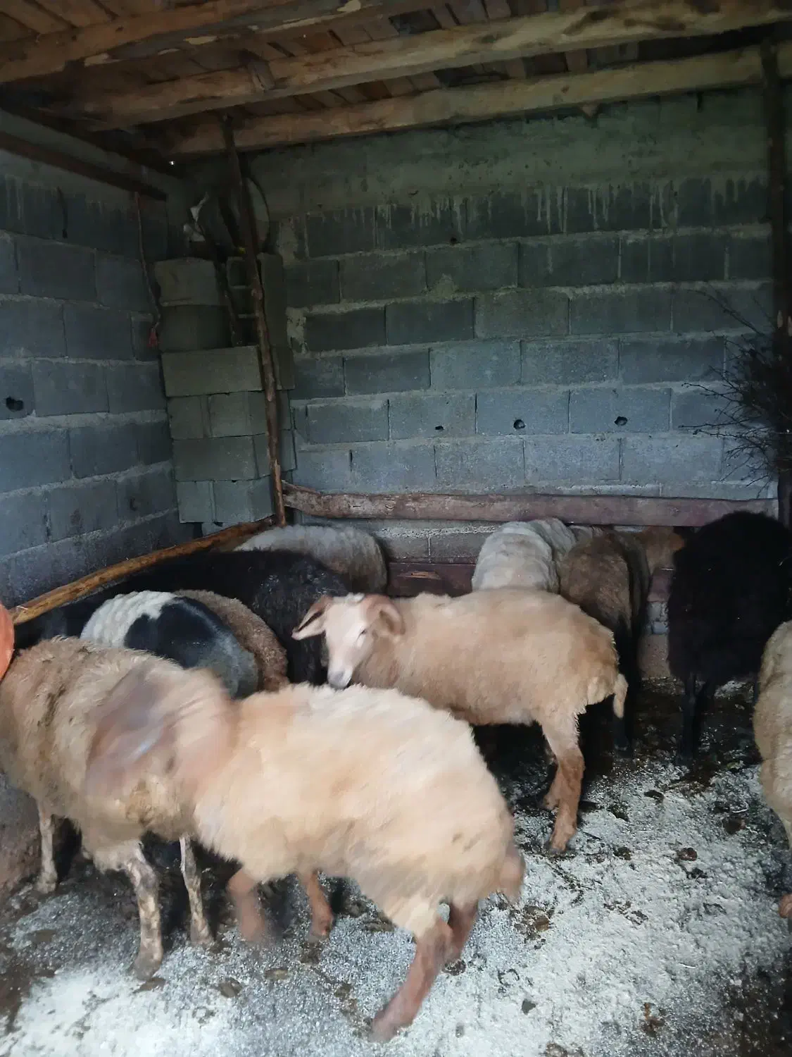 فروشی همه سالم سرحال|حیوانات مزرعه|واجارگاه, |دیوار