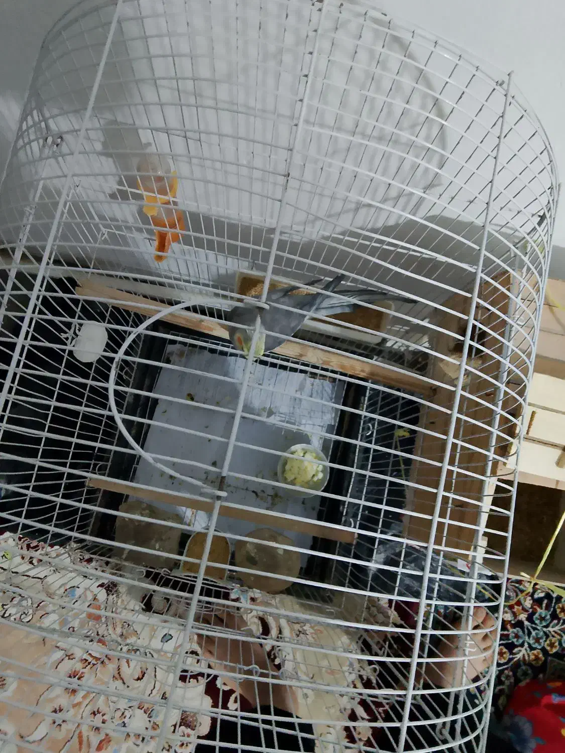 عروس هلندی|پرنده|نیر (اردبیل), |دیوار