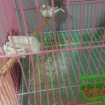 فنچ|پرنده|مسجد سلیمان, |دیوار