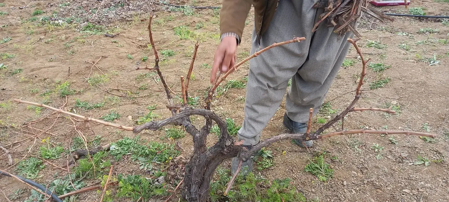 هرس پاییزه انگور|خدمات باغبانی و درختکاری|سنندج, |دیوار