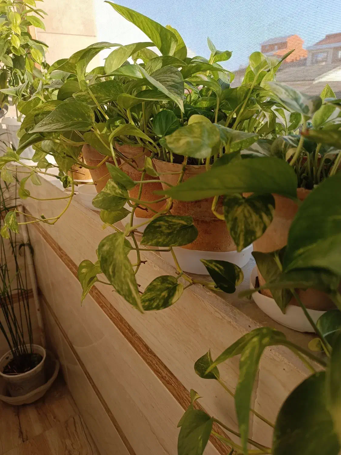 گلهای آپارتمانی|گل و گیاه طبیعی|رشت, پل تالشان|دیوار