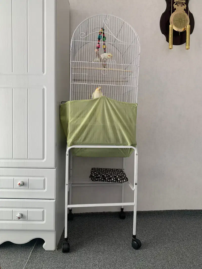 ۲تا عروس هلندی فول رام|پرنده|اشنویه, |دیوار