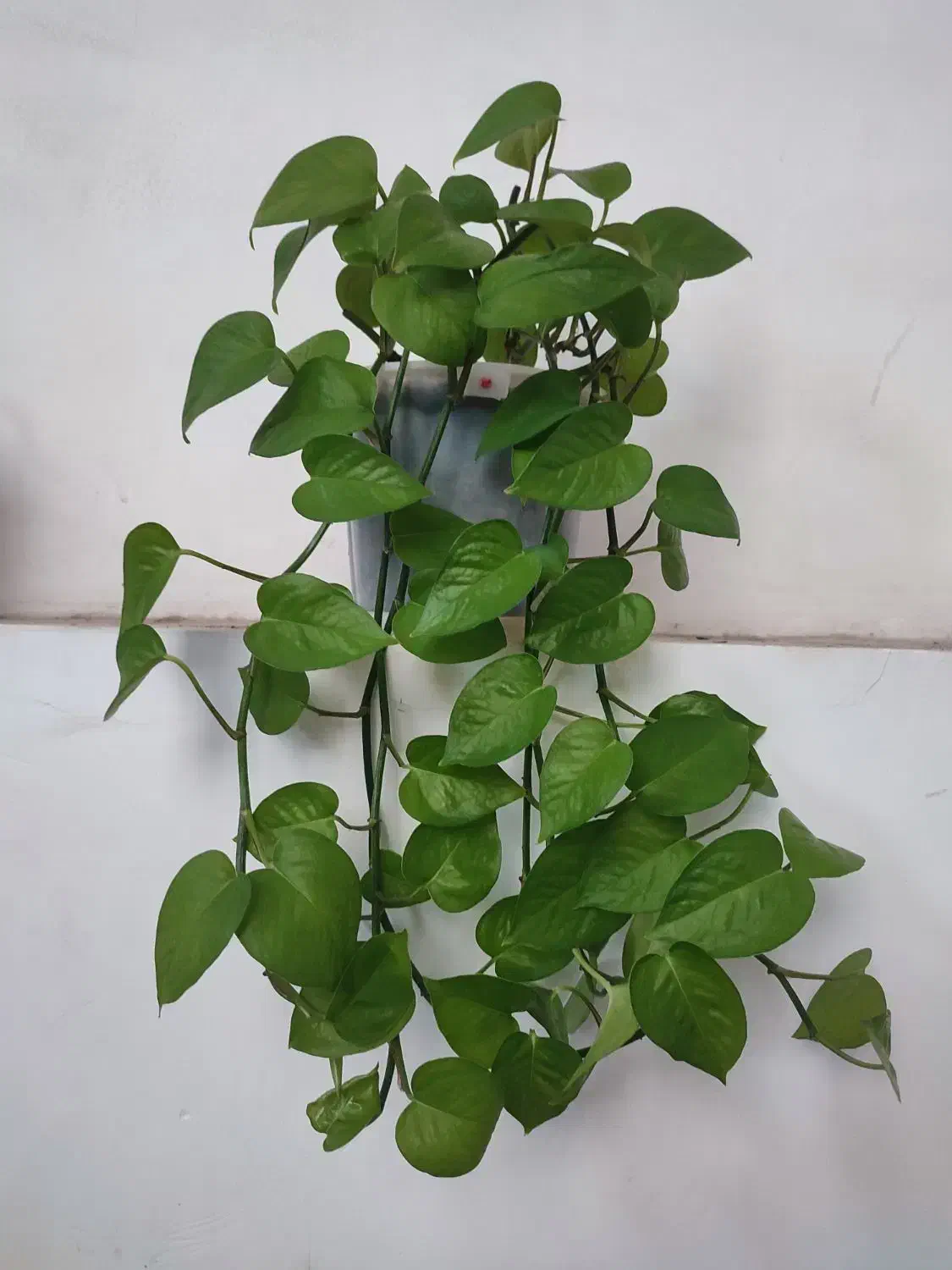 فروش گلها|گل و گیاه طبیعی|مراغه, |دیوار