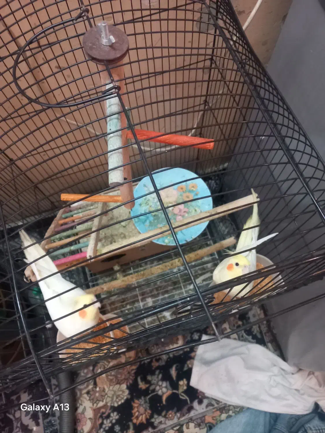 عروس هلندی در هویزه|پرنده|سوسنگرد, |دیوار