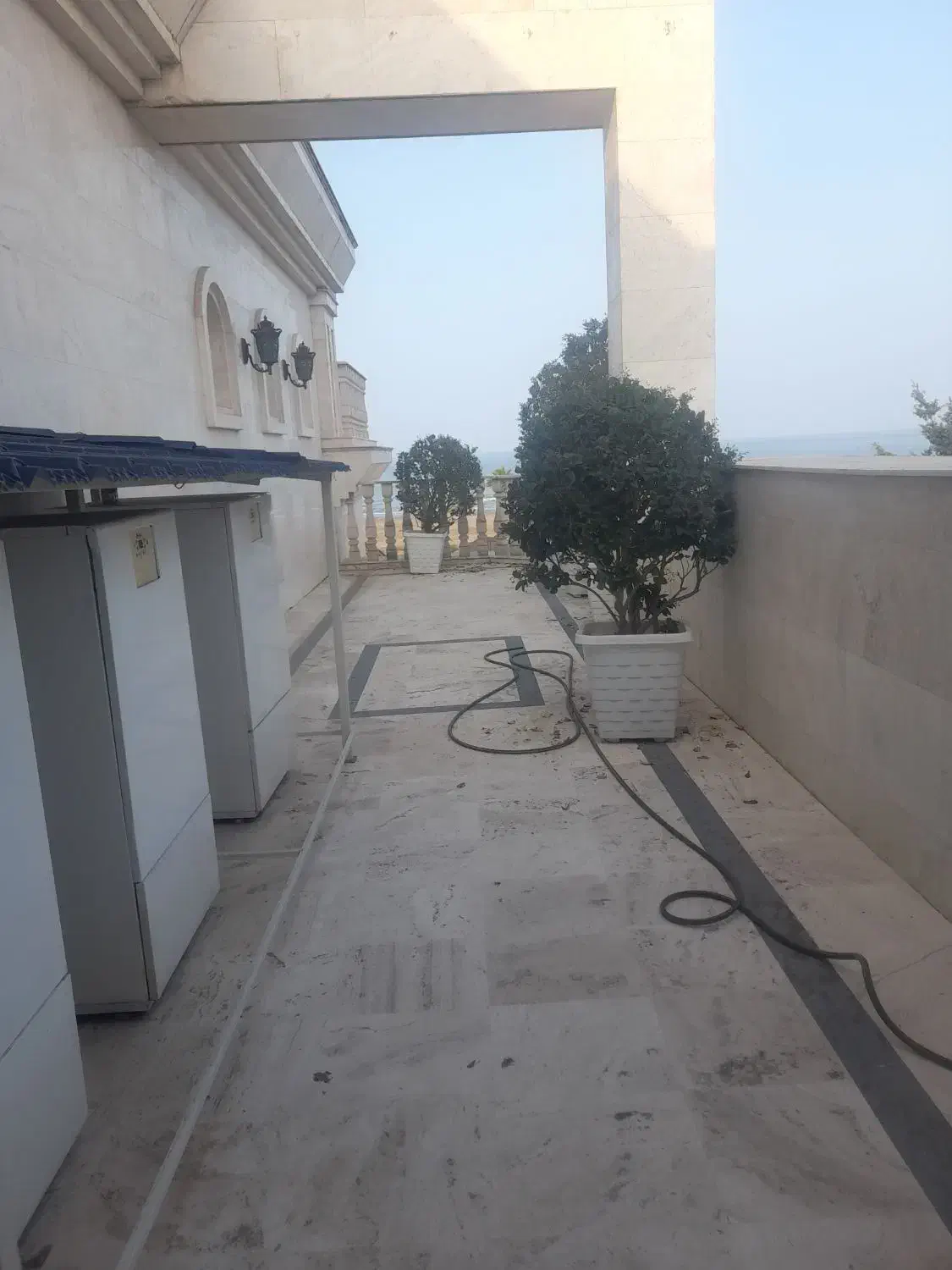 یاس هلندی  بزرگ با گلدون|گل و گیاه طبیعی|عباس‌آباد, |دیوار