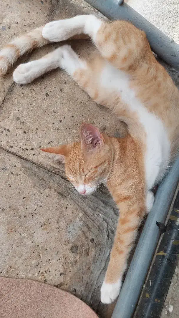 واگذاری گربه|گربه|واجارگاه, |دیوار