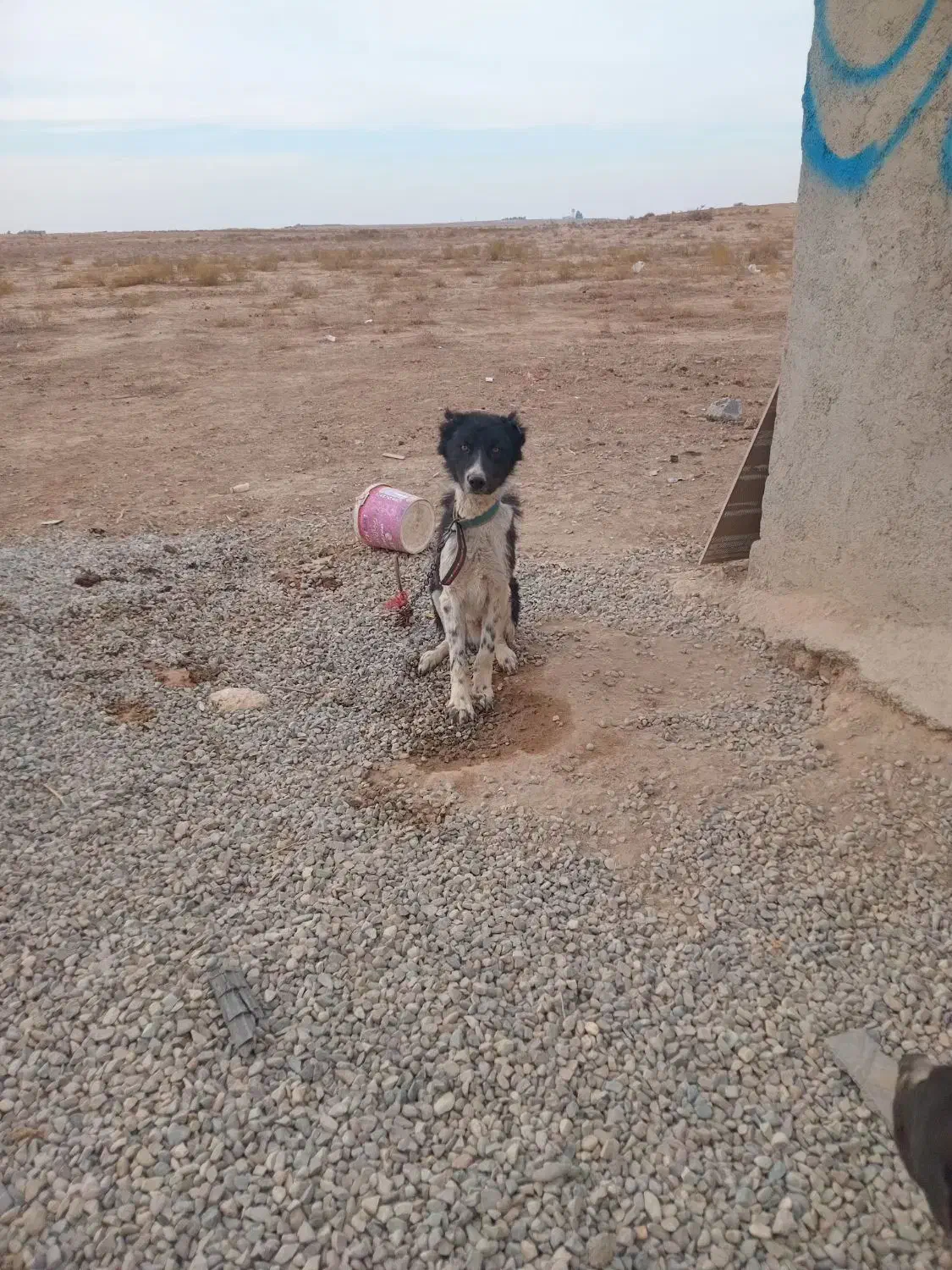 سگ نگه بان توله قدرجونی سفت|سگ|جوادآباد, |دیوار