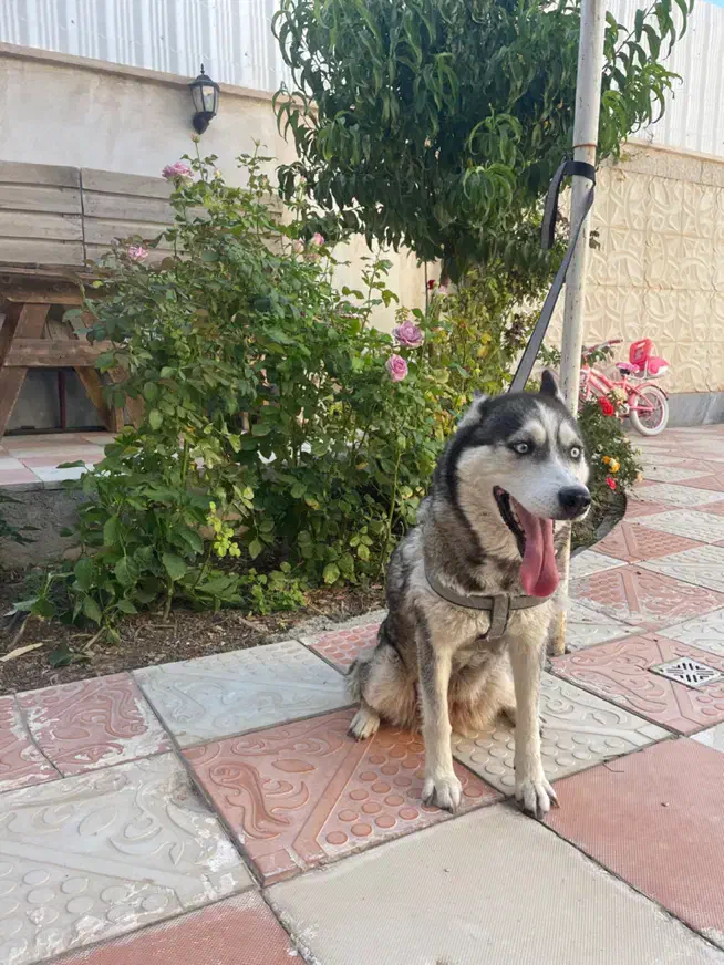 هاسکی اصیل ماده چشم ابی ۴ماهه|سگ|قوچان, |دیوار