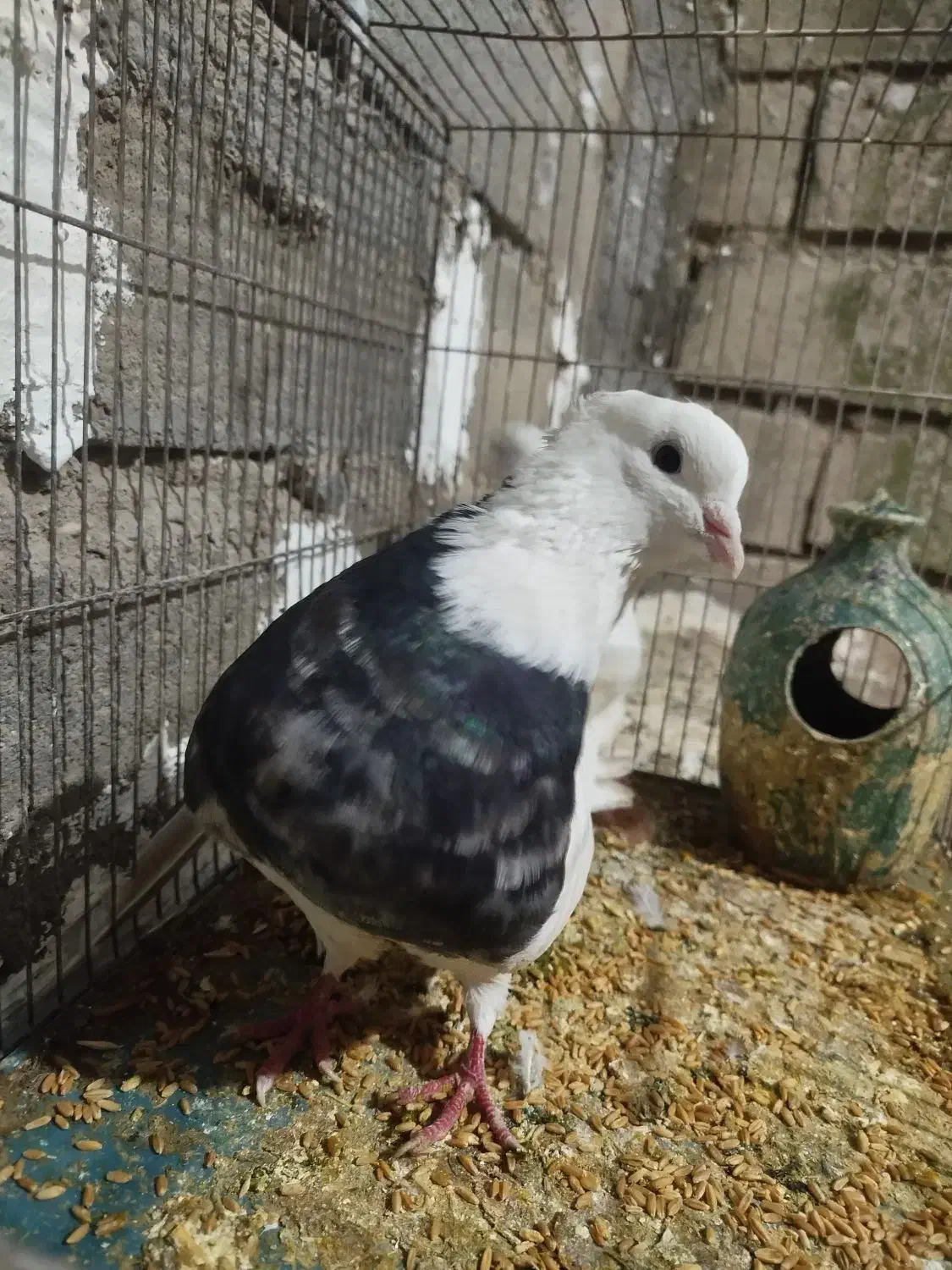 طوقی ، کله دم|پرنده|بیستون, |دیوار