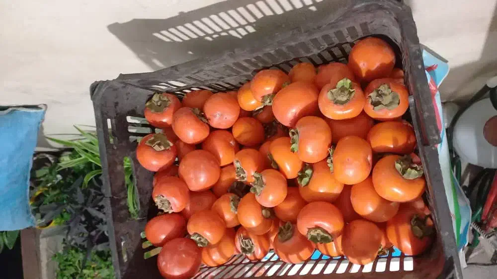 خرمالو خوشمزه|خوردنی و آشامیدنی|هشتگرد, هشتگرد قدیم|دیوار