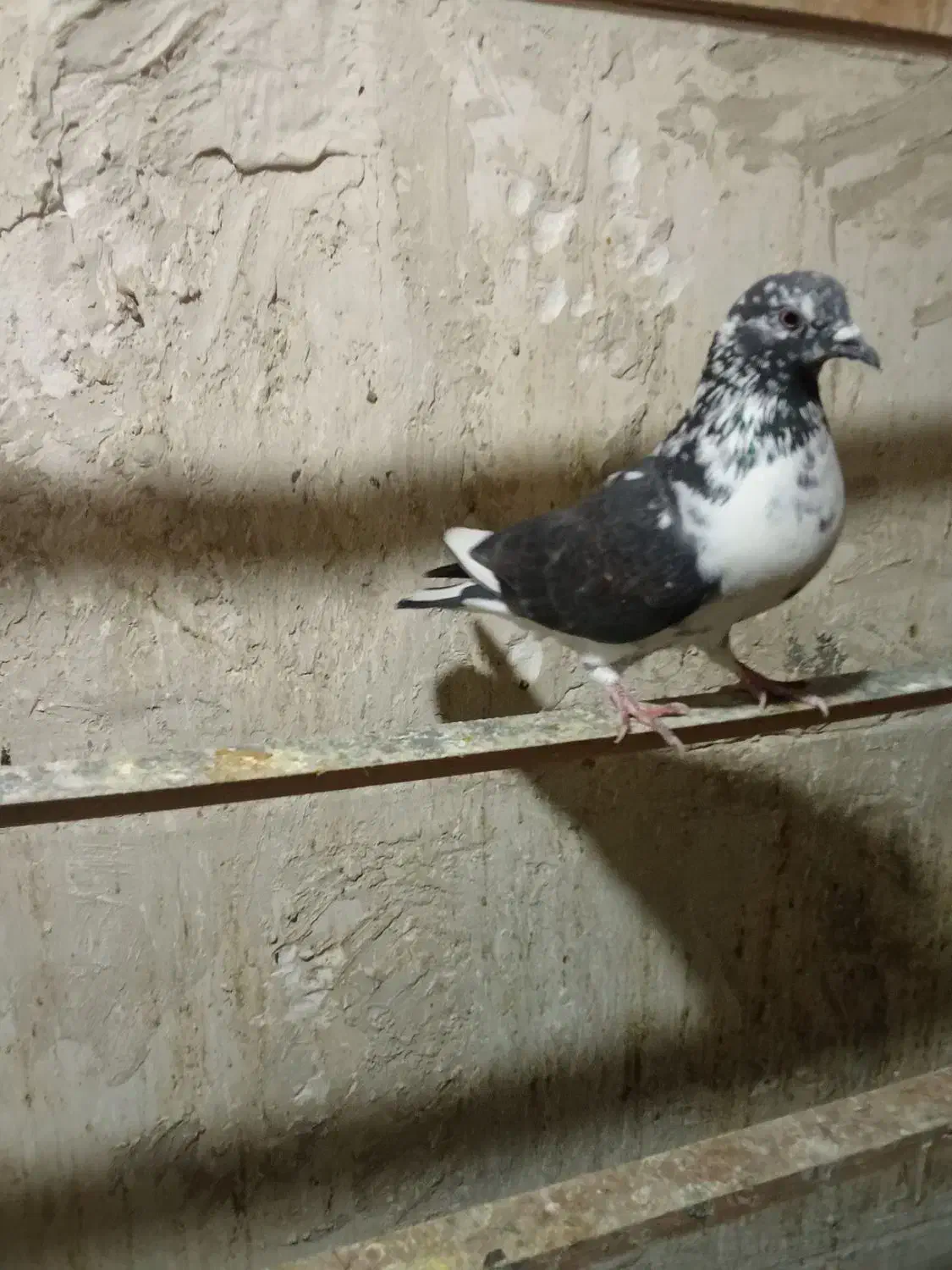 کبوتر گرفتنی|پرنده|ارومیه, |دیوار