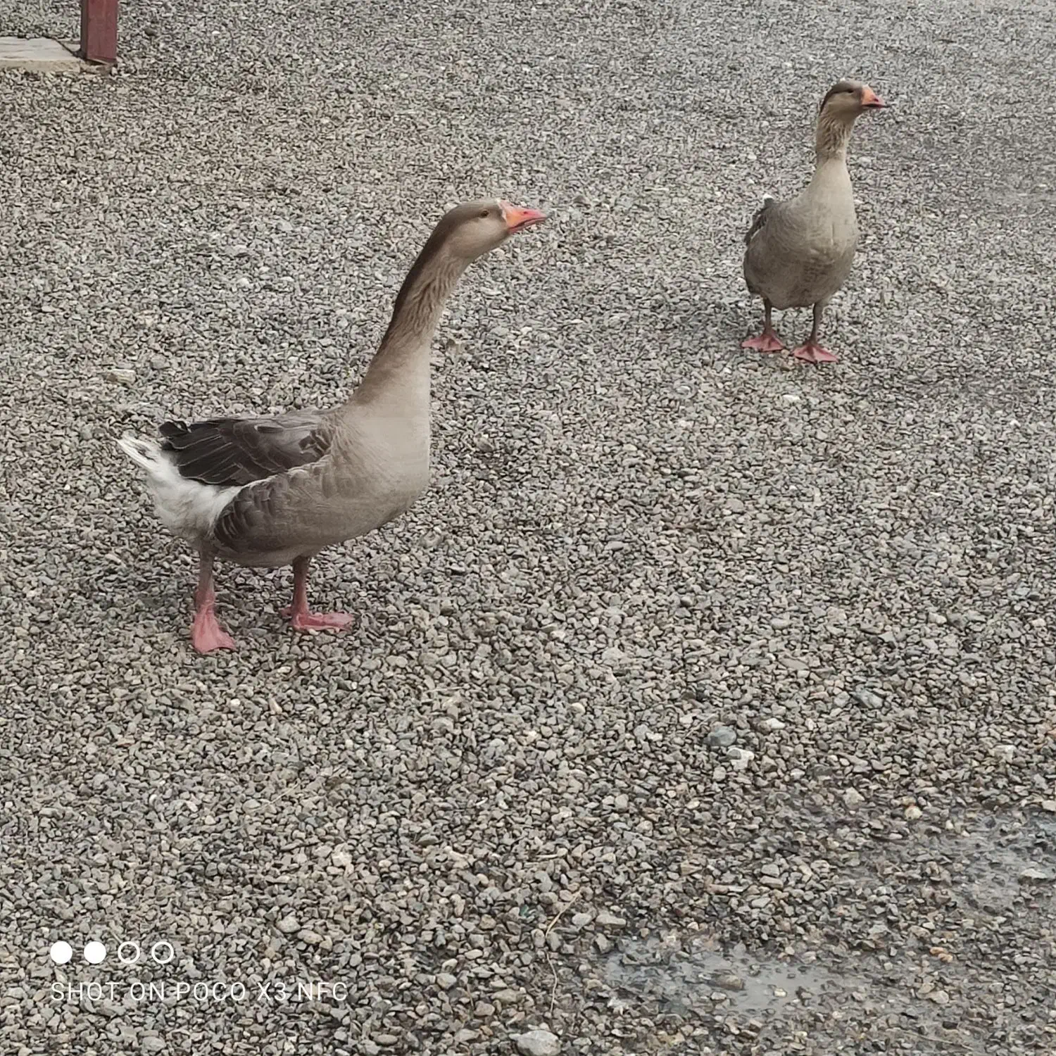 قاز|حیوانات مزرعه|بیرانوند, |دیوار