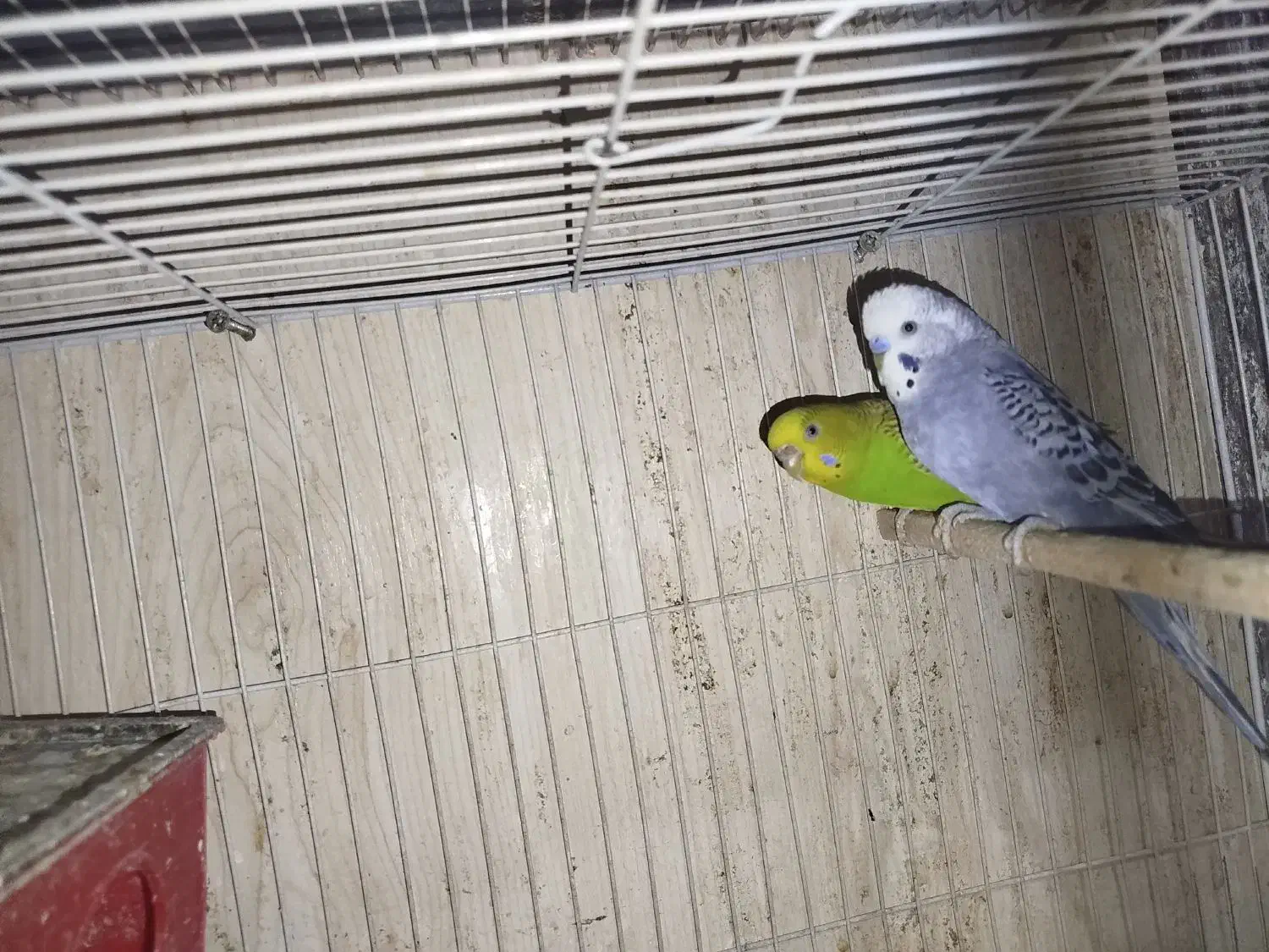 مرغ عشق عروس هلندی فنچ کبوتر|پرنده|مشهد, چاهشک|دیوار