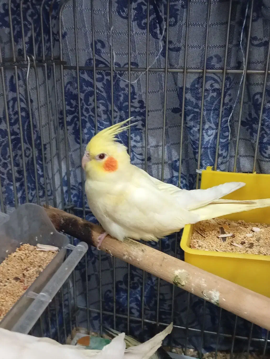 عروس هلندی ماده|پرنده|سمنان, |دیوار