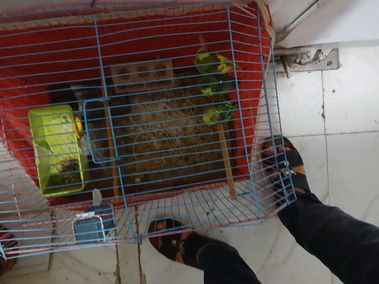 مرغ عشق در بندر ماهشهر|پرنده|بندر ماهشهر, |دیوار