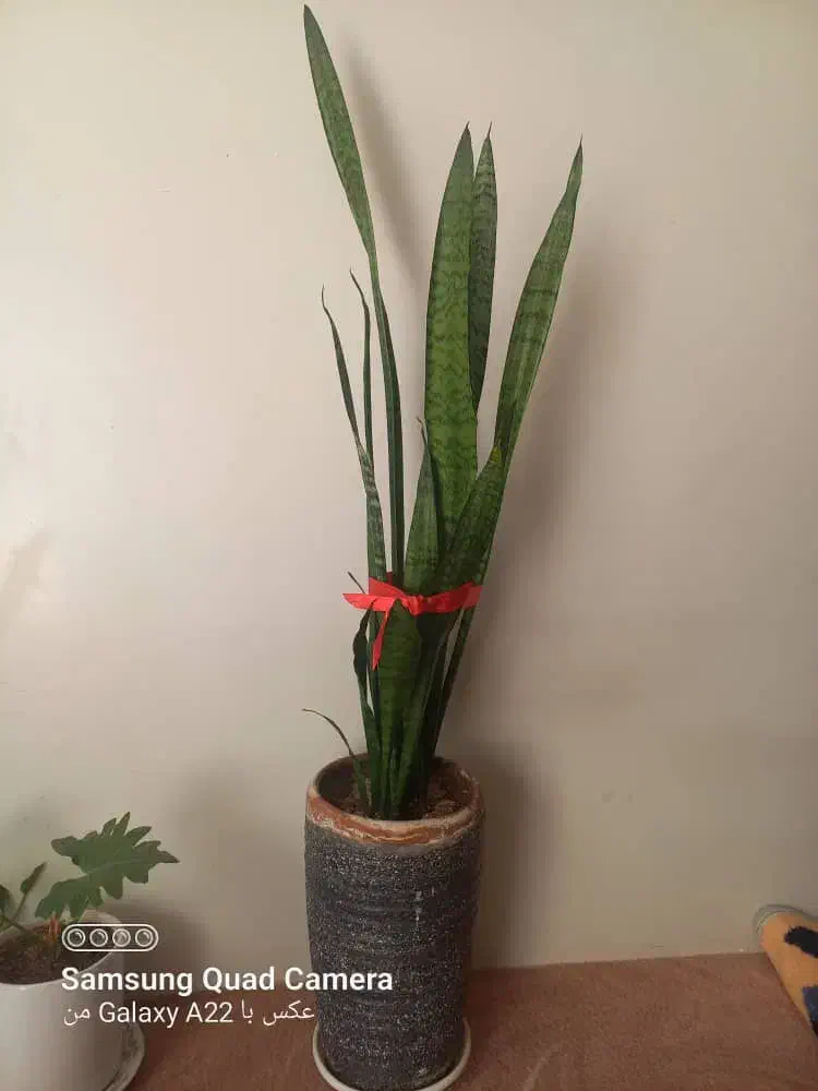 گل وگلدان|گل و گیاه طبیعی|اسلامشهر, ایرین|دیوار