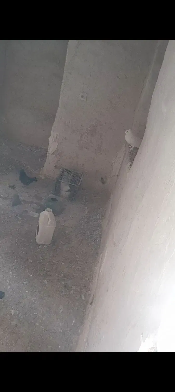 کبوتر|پرنده|رزن, |دیوار