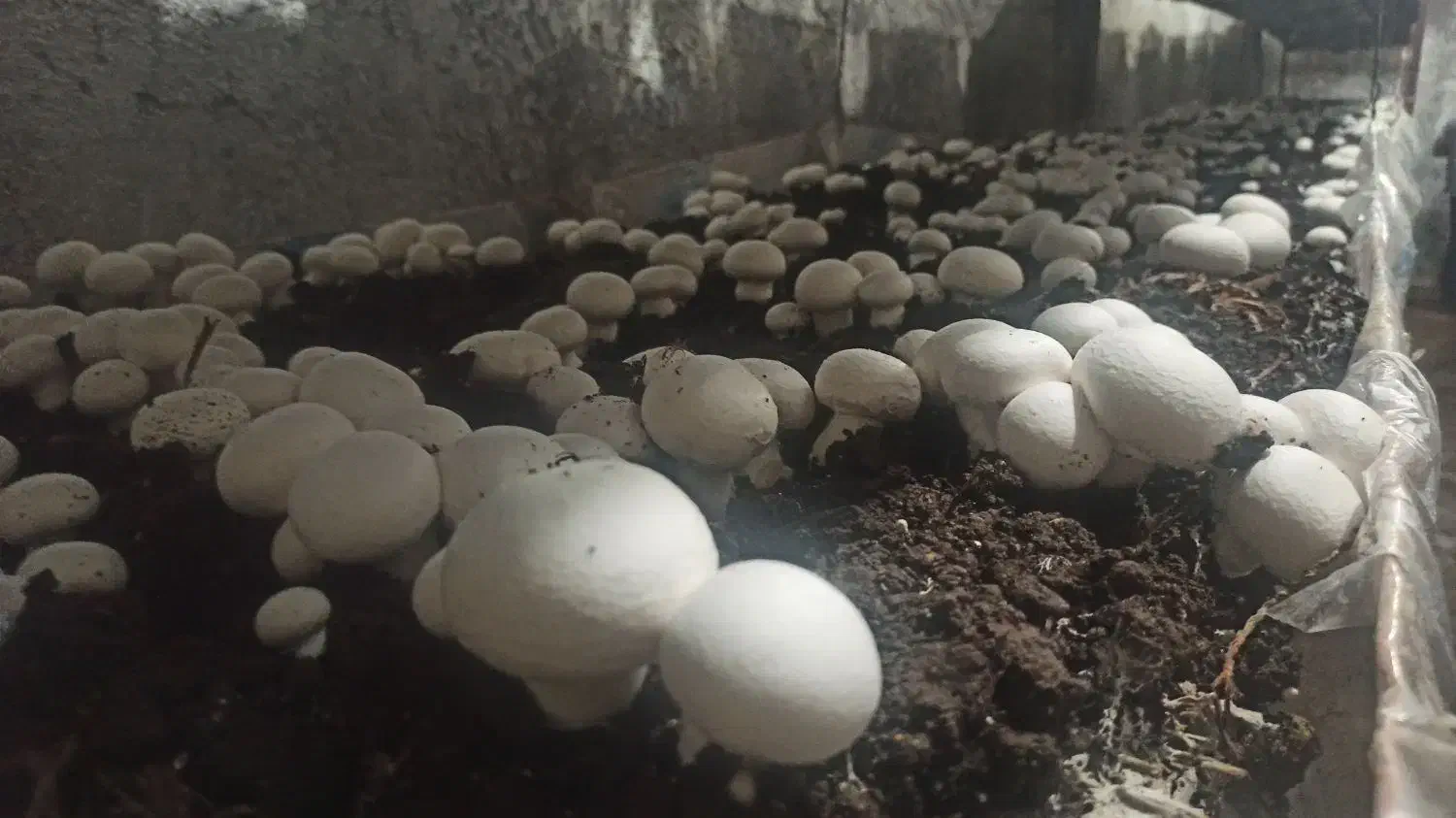 قارچ دکمه ای درجه یک|خوردنی و آشامیدنی|عنبرآباد, |دیوار