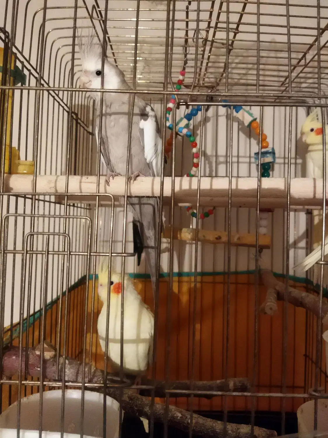 عروس هلندی بالغ|پرنده|رامسر, |دیوار