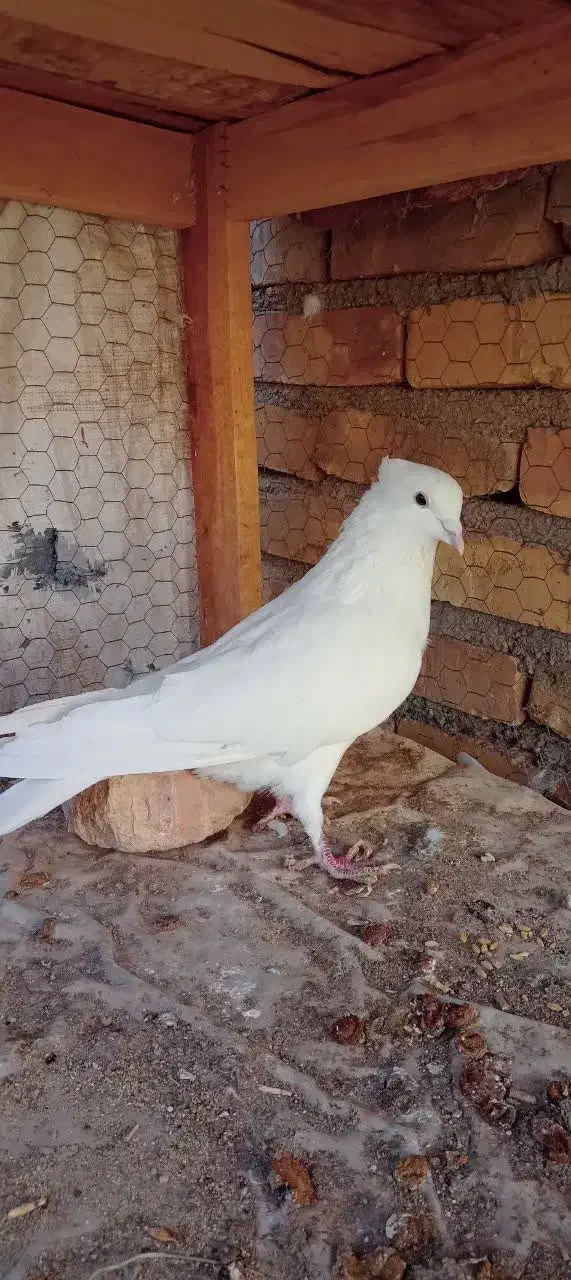 نر سفید کاکلی شمرونی|پرنده|اردکان, |دیوار