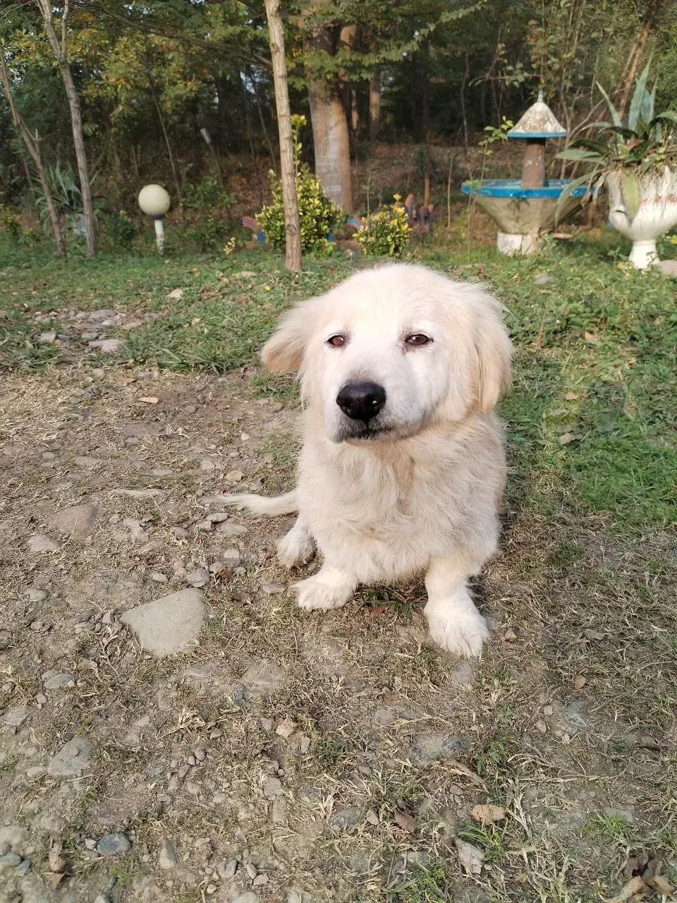 سگ گمشده|حیوانات|رشت, گیل|دیوار