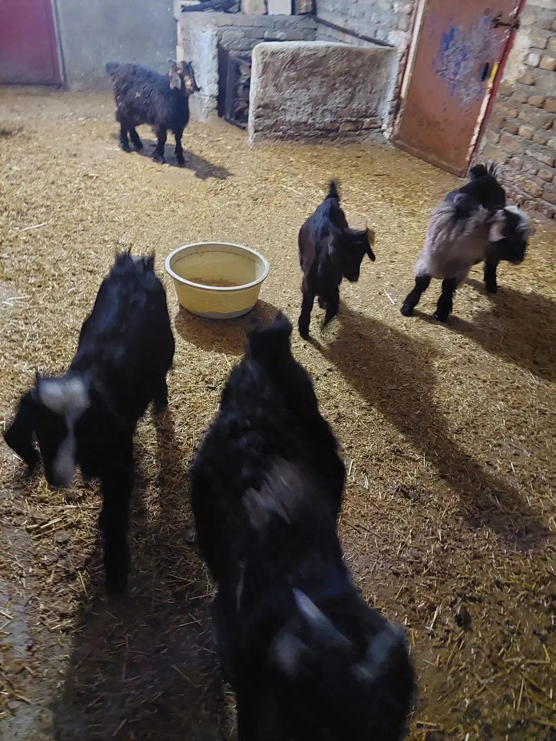 بز و بی|حیوانات مزرعه|دورود, |دیوار