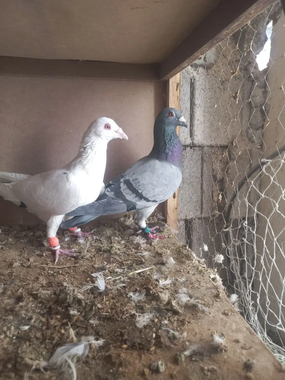 دوتا پلاکی بیرونی|پرنده|شیراز, ریاستی|دیوار