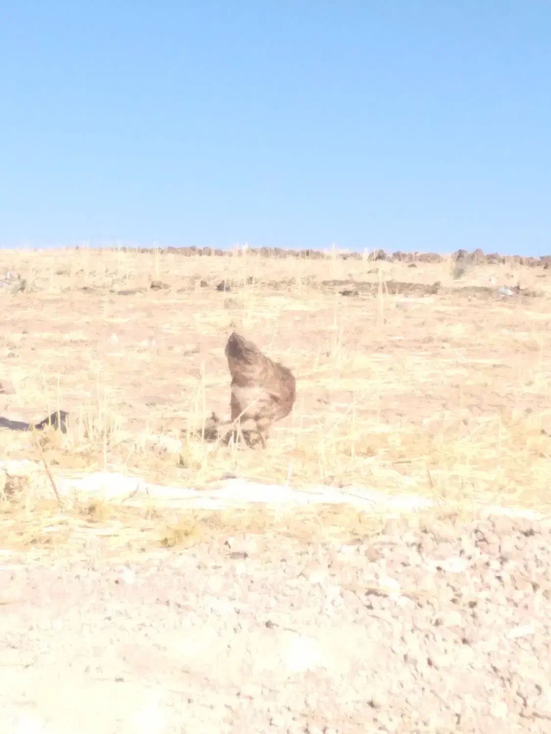 مرغ|حیوانات مزرعه|جوانرود, |دیوار