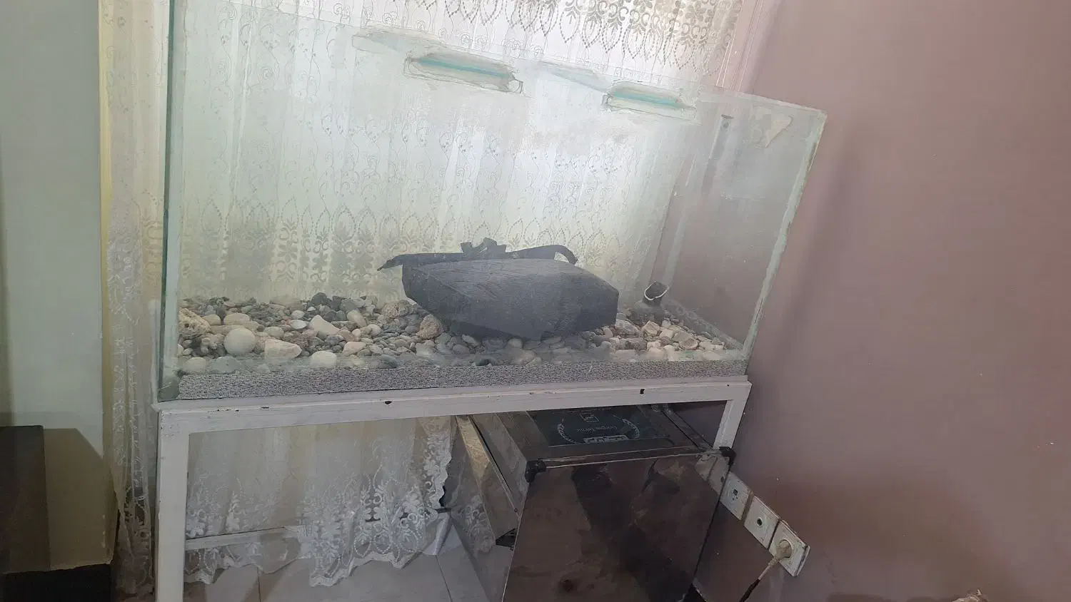 آکواریوم|ماهی|بجنورد, |دیوار