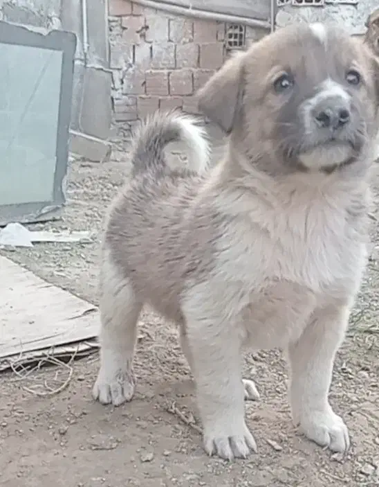 توله الابای اصیل سگ|سگ|تهران, تهرانپارس شرقی|دیوار